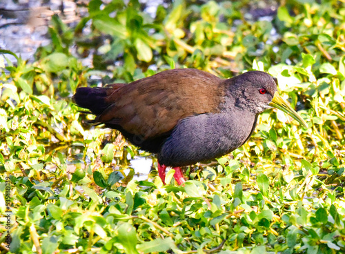 pigeon on the grass