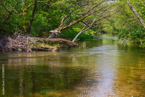 river in the forest