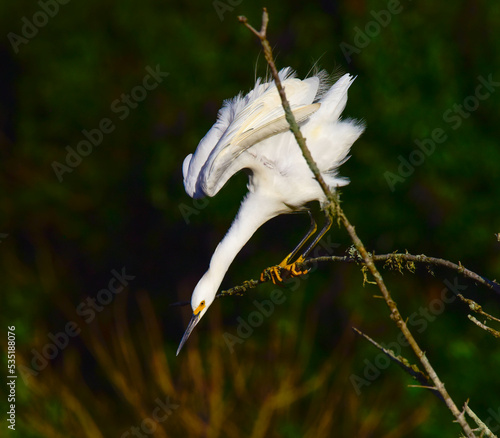 close up of white feather