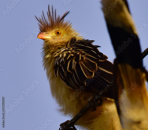 yellow chicken on a blue sky
