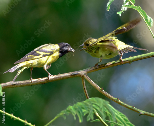 bird on tree 