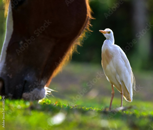 white doves in the field