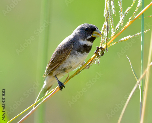 a bird on a branch