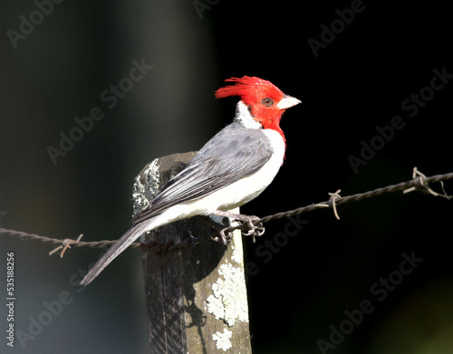 red robin on a fence
