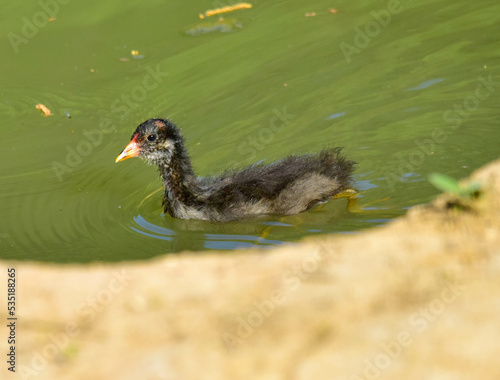duck in the water