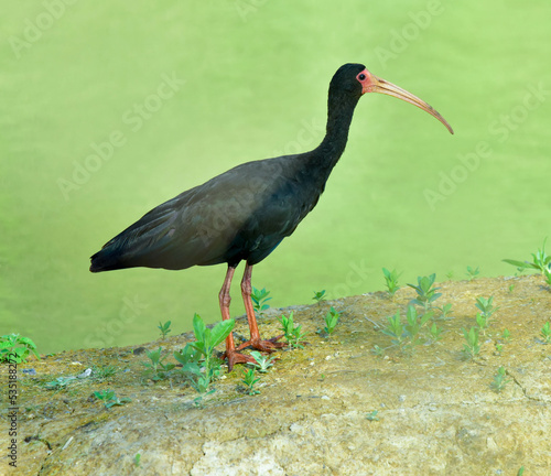 black crowned crane