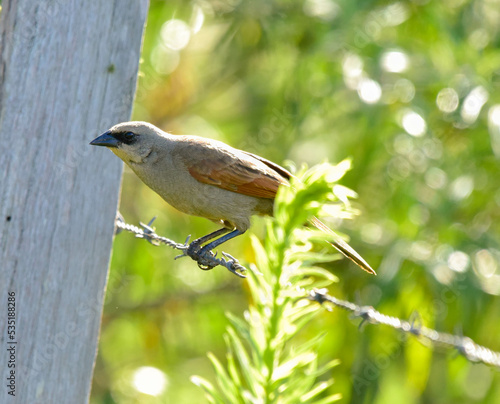sparrow on a branch