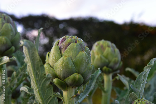 artichoke