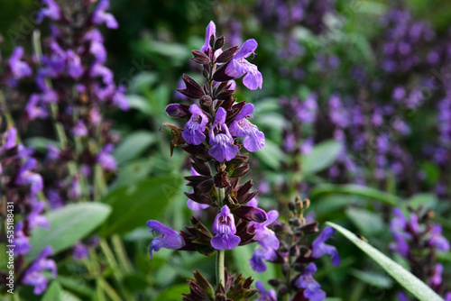 close up of lavender flowers