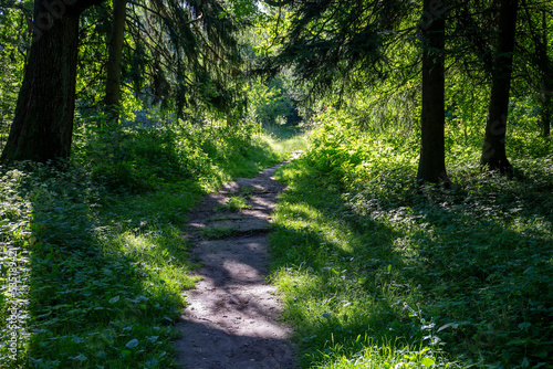 footpath in the forest