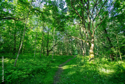 trees in the forest