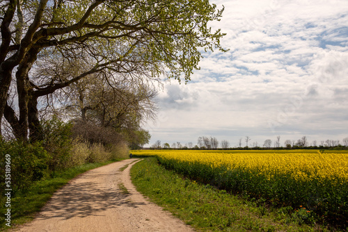 Rapsfeld und Spazierweg im Frühjahr