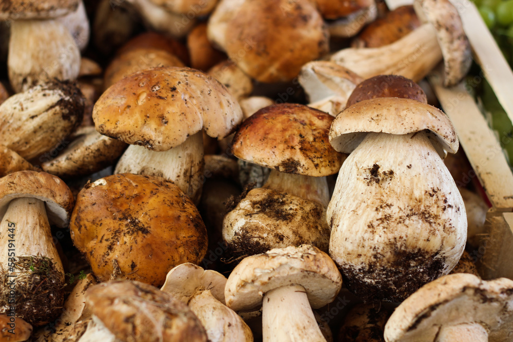 Porcini Mushrooms at Italian market, penny bun mushrooms, boletus edulis Porcini Mushrooms at Italian market, penny bun mushrooms, boletus edulis