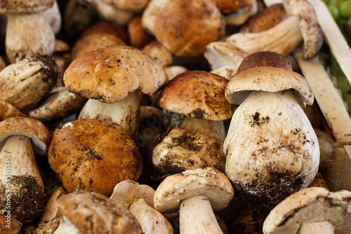 Porcini Mushrooms at Italian market, penny bun mushrooms, boletus edulis