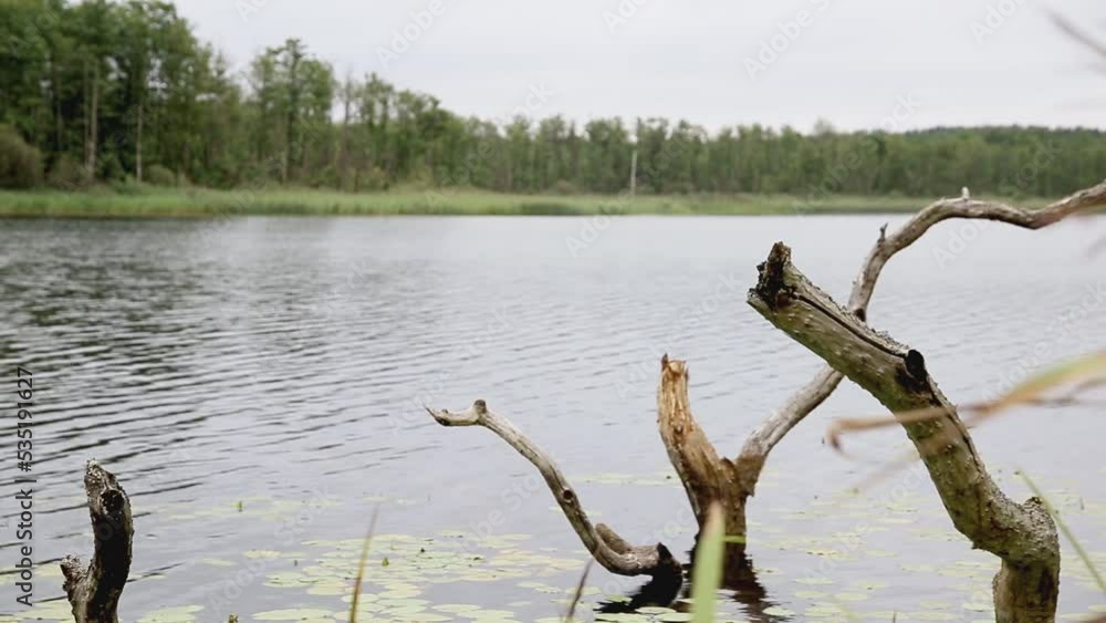 Wooden driftwood stick out of the water on the lake against the background of the forest in summer. Beautiful nature, copy space for text Wooden driftwood stick out of the water on the lake against the background of the forest in summer. Beautiful nature, copy space for text