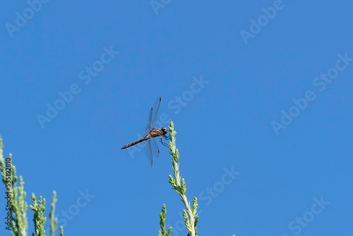 Red dragonfly with blue sky © 雅文 大石