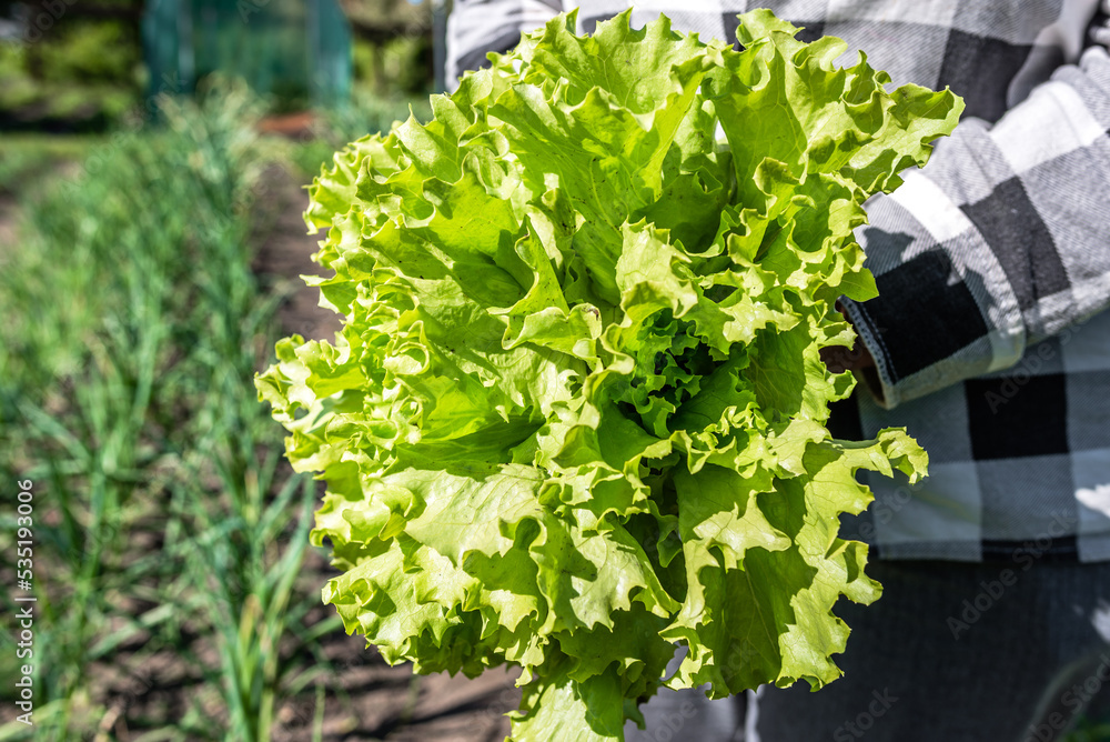 Harvesting green salad - lettuce leaves in the garden. Farmer with freshly harvested vegetable, organic farming concept.