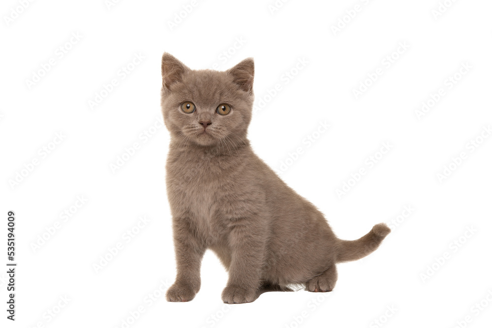 Pretty british shorthaired kitten looking at the camera isolated on a white background