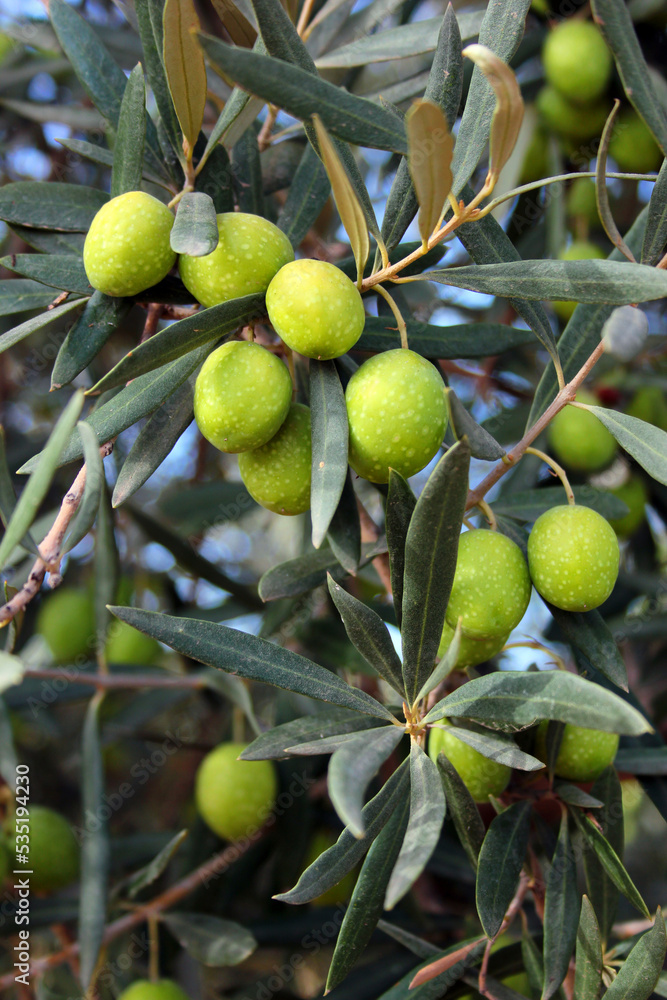 Fresh green olives on a tree Fresh green olives on a tree