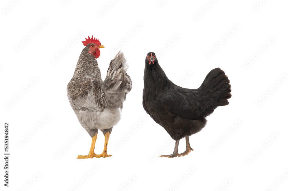 Fototapeta premium gray rooster and hen isolated on white background