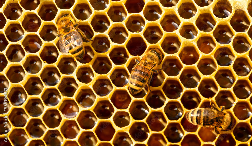 A honey-colored pollen frame in a beehive. Abstract natural background. A honey-colored pollen frame in a beehive. Abstract natural background.