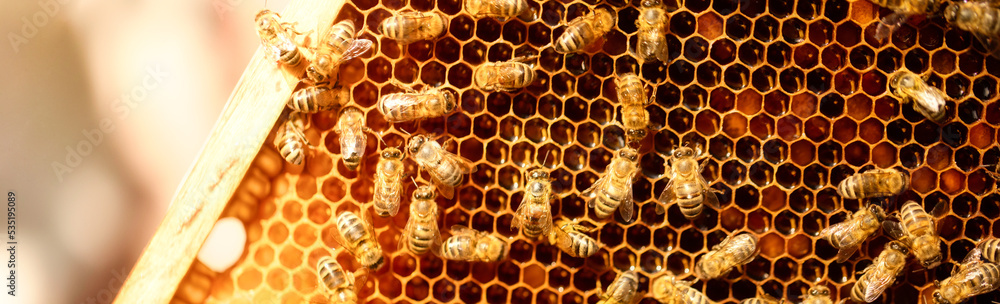 A honey-colored pollen frame in a beehive. Abstract natural background. A honey-colored pollen frame in a beehive. Abstract natural background.