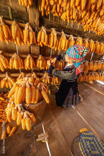 Hmong minority people working and smiling with labor achievements expressed happy, satisfied after date of harvest corn on a fall morning in Mu Cang Chai town, Yen Bai, Vietnam