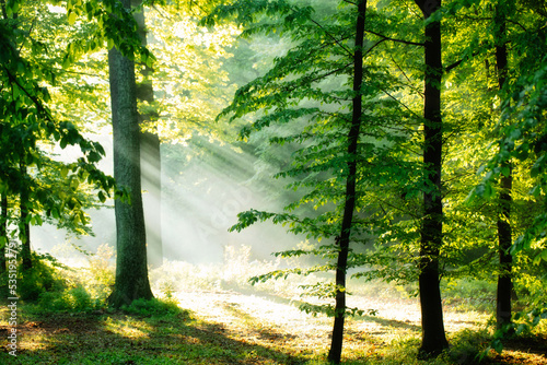 Dawn in the summer forest. Sun rays fog and tree branches.