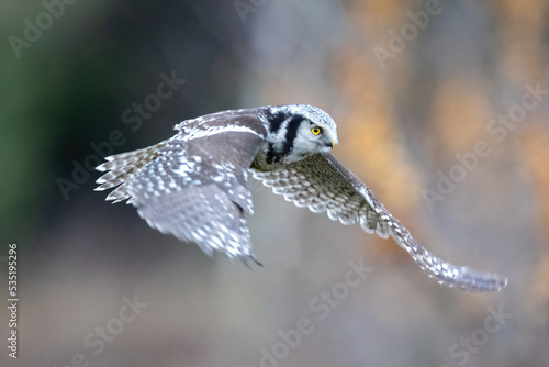 Hawk Owl Surnia ulula in Winter time, North Poland photo