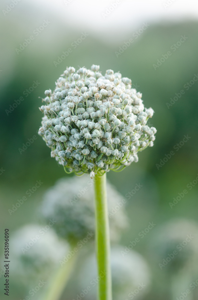 Onion plant flowers with out of focus background. Copy space. Onion plant flowers with out of focus background. Copy space.