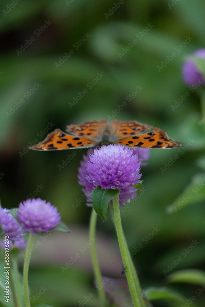 Obraz premium 천일홍과 나비2