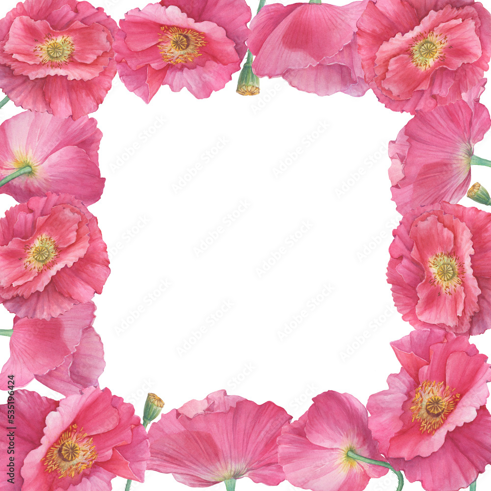 Square frame, template with pink Shirley poppies flowers (Papaver rhoeas). Floral botanical greeting card. Watercolor hand drawn painting illustration, isolated on white background. Square frame, template with pink Shirley poppies flowers (Papaver rhoeas). Floral botanical greeting card. Watercolor hand drawn painting illustration, isolated on white background.