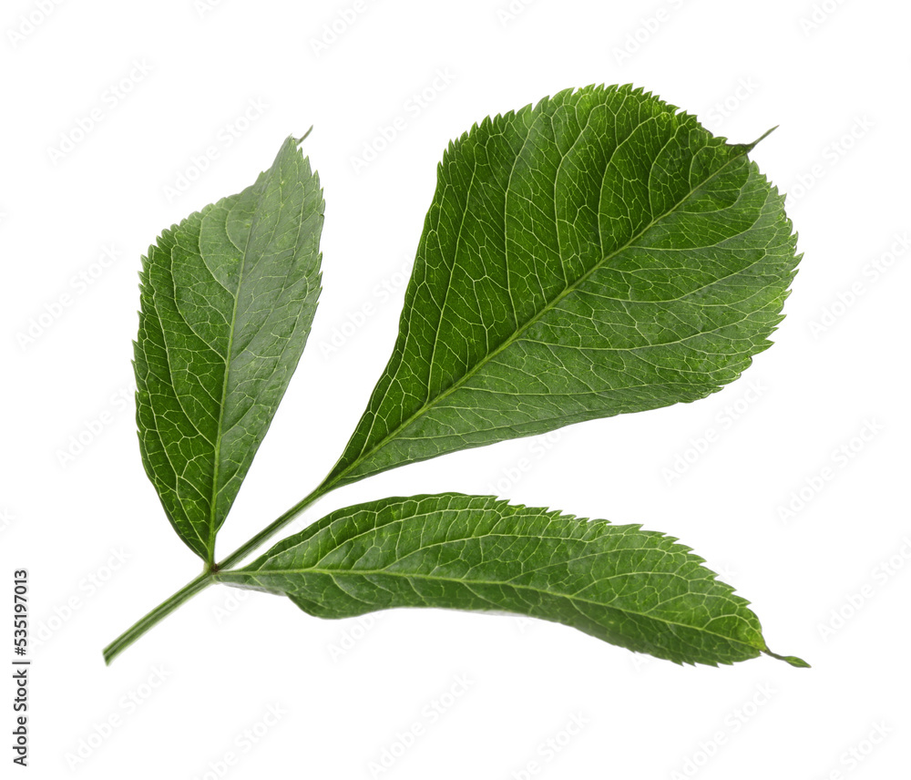 Fototapeta premium Fresh green elderberry leaves on white background