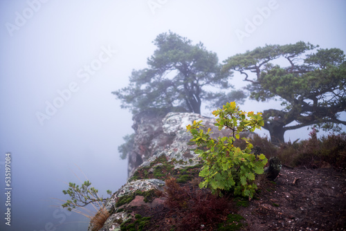 small oak tree on a rock in fog