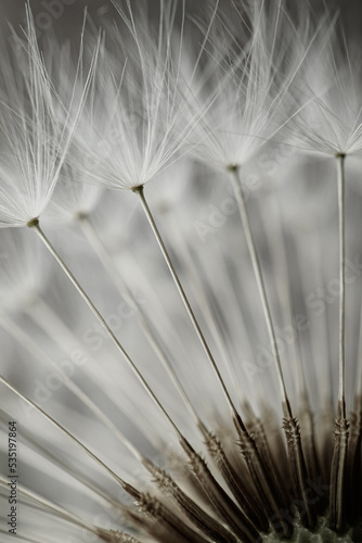 beautiful dandelion flower seed in springtime, white background