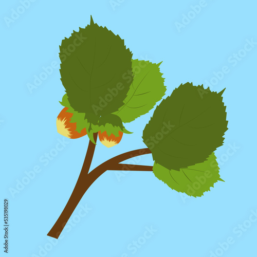 branch of hazelnuts with nuts