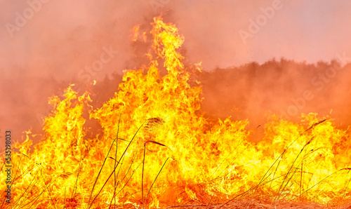 Burning old dry grass in the garden. Burning dry grass on the field. Forest fire. © Vital