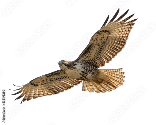 common buzzard in flight isolated png