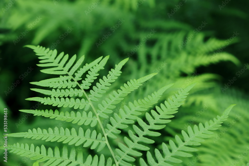 Fern leaves growing in the forest. Fern leaves growing in the forest.