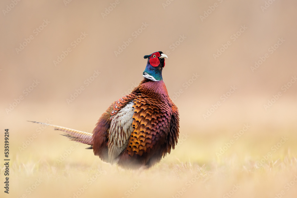 Fototapeta premium Birds - Common Pheasant (Phasianus colchicus) male - cock
