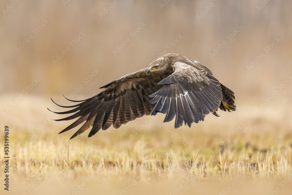 Obraz premium Birds of prey - lesser spotted eagle in flight (Aquila pomarina)