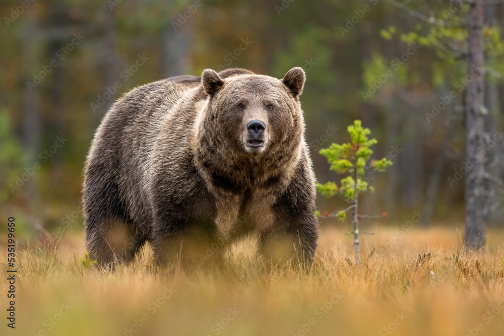 Big brown bear in autumn before hibernation Big brown bear in autumn before hibernation