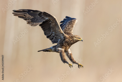 Birds of prey - lesser spotted eagle in flight (Aquila pomarina) photo