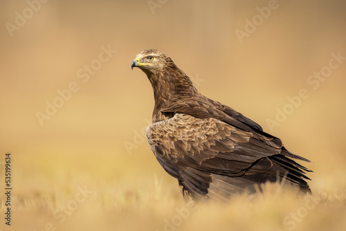 Birds of prey - lesser spotted eagle in flight (Aquila pomarina) photo