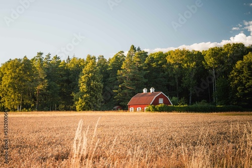 Red farm house in Sweden in the middle of a wheat field at sunset