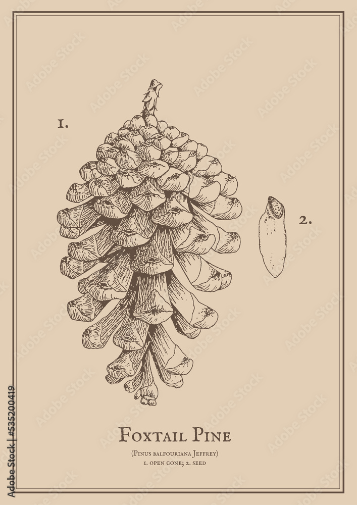 Pine Cone Scientific Illustration