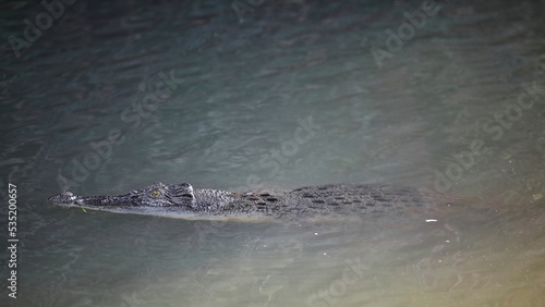 Adult saltwater crocodile lurking in the still waters of the Yellow Water Billabong. Kakadu-Australia-223 photo