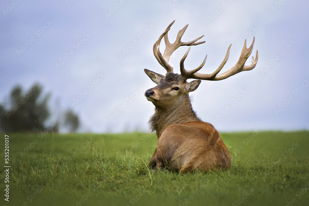 Fototapeta premium stag lying on grass, close up portrait