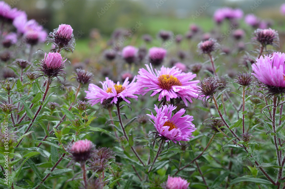 flowers in the field flowers in the field