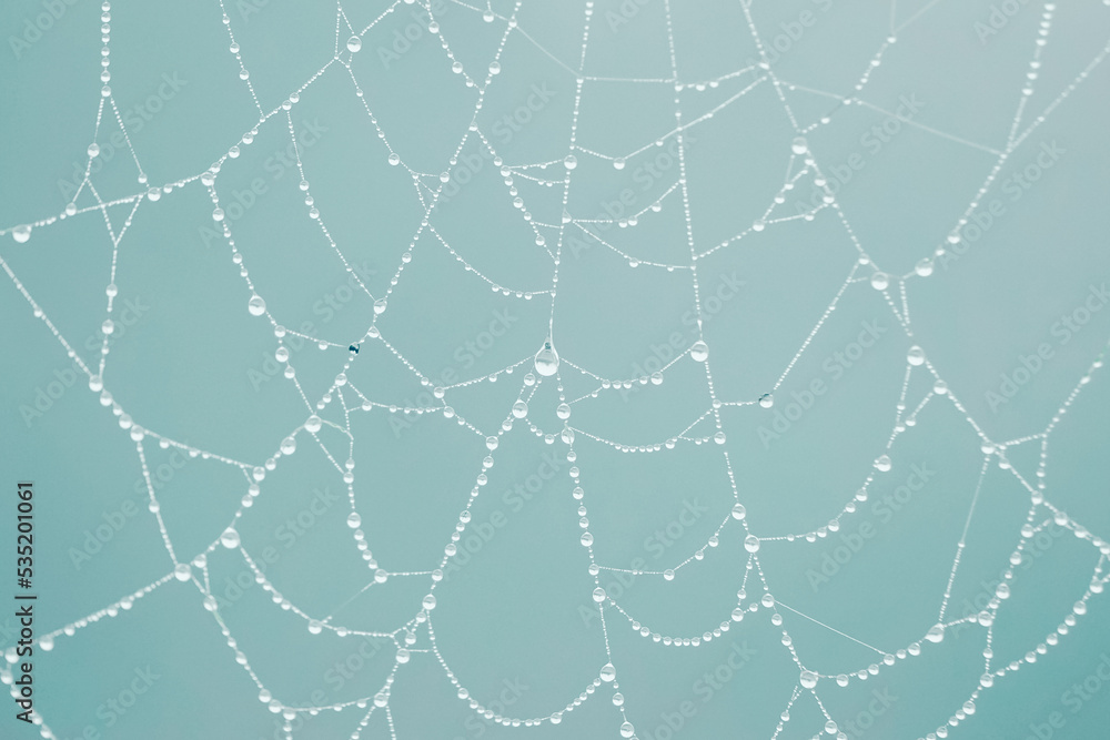 Fototapeta premium raindrops on the spider web in rainy days, blue background